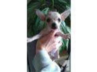 Chinese Crested Puppy for sale in MADISONVILLE, KY, USA
