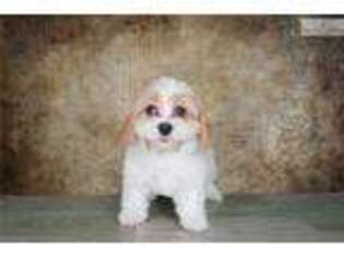 Cavapoo Puppy for sale in Saint George, UT, USA