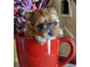 Yorkshire Terrier Puppy for sale in Calhan, CO, USA