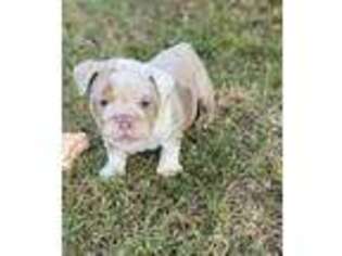 Bulldog Puppy for sale in Tulsa, OK, USA