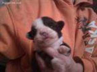 Pembroke Welsh Corgi Puppy for sale in Alma, KS, USA