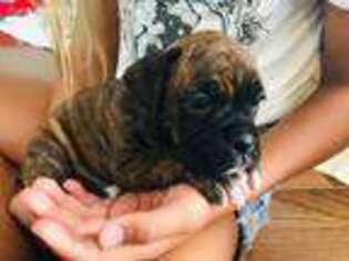 Boxer Puppy for sale in Ashburn, VA, USA