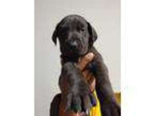 Great Dane Puppy for sale in Smyrna, GA, USA