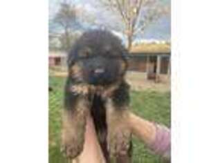 German Shepherd Dog Puppy for sale in Ridgefield, WA, USA