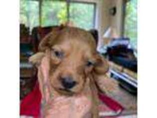 Dachshund Puppy for sale in Northport, AL, USA