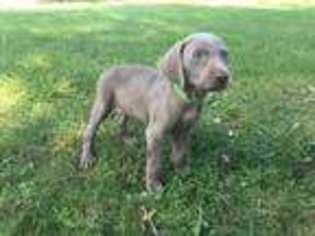 Weimaraner Puppy for sale in Indianapolis, IN, USA