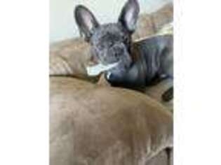 French Bulldog Puppy for sale in Fort Worth, TX, USA
