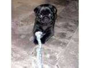 Pug Puppy for sale in Shelby, NC, USA
