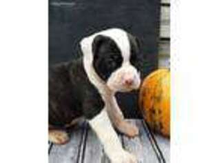 American Bulldog Puppy for sale in Bolivar, MO, USA