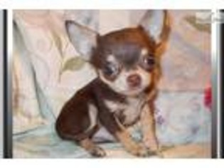 Chihuahua Puppy for sale in Tallahassee, FL, USA
