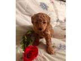 Goldendoodle Puppy for sale in Gordonville, PA, USA