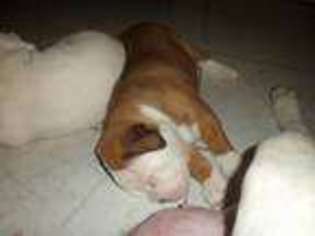American Bulldog Puppy for sale in BROWNSVILLE, TX, USA