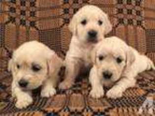 Golden Retriever Puppy for sale in SOUTHINGTON, OH, USA