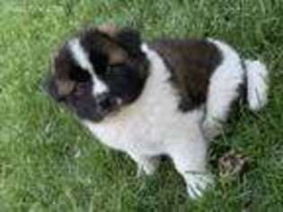 Akita Puppy for sale in Riverton, UT, USA