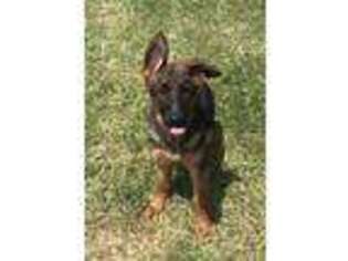 German Shepherd Dog Puppy for sale in Crowley, TX, USA