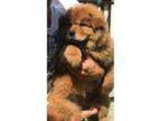 Chow Chow Puppy for sale in Brownsville, TX, USA