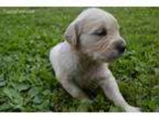 Mutt Puppy for sale in Whitehall, PA, USA