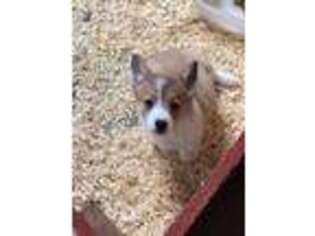 Pembroke Welsh Corgi Puppy for sale in Veneta, OR, USA