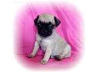 Pug Puppy for sale in Ocala, FL, USA