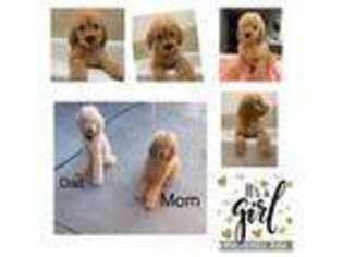 Goldendoodle Puppy for sale in Simi Valley, CA, USA