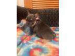 French Bulldog Puppy for sale in Millville, NJ, USA