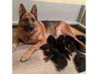 German Shepherd Dog Puppy for sale in Lockport, NY, USA