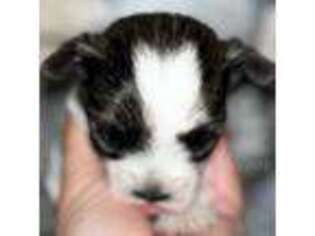 Mutt Puppy for sale in Burnsville, NC, USA