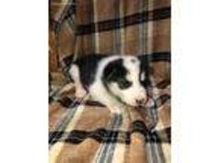 Alaskan Malamute Puppy for sale in Ebensburg, PA, USA