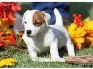 Jack Russell Terrier Puppy for sale in Henrietta, TX, USA