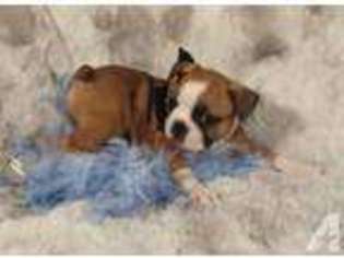 Boston Terrier Puppy for sale in ESCALON, CA, USA