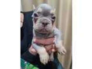 French Bulldog Puppy for sale in Goldendale, WA, USA