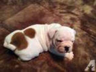 Bulldog Puppy for sale in DUNDEE, NY, USA