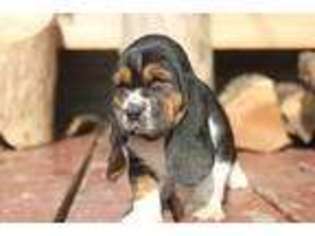 Basset Hound Puppy for sale in Watsontown, PA, USA