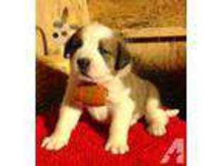 Saint Bernard Puppy for sale in BRYSON CITY, NC, USA