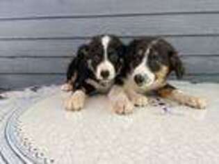 Border Collie Puppy for sale in Berlin, CT, USA