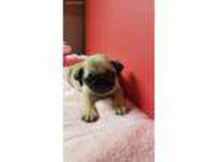 Pug Puppy for sale in Woodbine, IA, USA