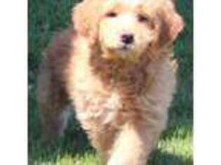 Goldendoodle Puppy for sale in Burlington, IA, USA