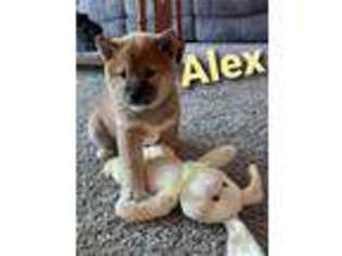 Shiba Inu Puppy for sale in Woodburn, IN, USA