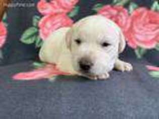 Labrador Retriever Puppy for sale in Dublin, TX, USA