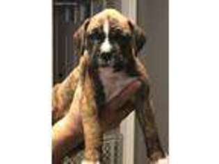 Boxer Puppy for sale in Worcester, MA, USA