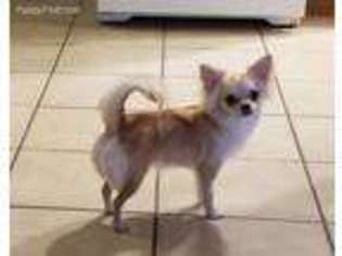Chihuahua Puppy for sale in Bay Shore, NY, USA