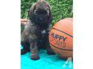 Mutt Puppy for sale in SAINT CHARLES, IL, USA