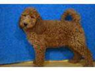 Goldendoodle Puppy for sale in Chilton, WI, USA