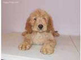 Goldendoodle Puppy for sale in Seymour, IN, USA