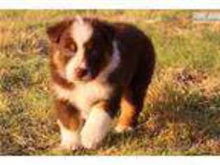 Australian Shepherd Puppy for sale in Amarillo, TX, USA