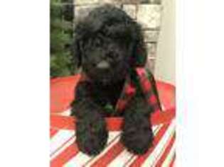 Labradoodle Puppy for sale in College Corner, OH, USA