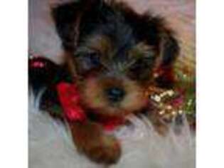 Yorkshire Terrier Puppy for sale in San Angelo, TX, USA