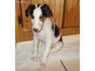 Borzoi Puppy for sale in Live Oak, FL, USA