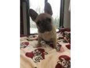 French Bulldog Puppy for sale in Medina, OH, USA