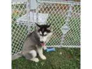 Siberian Husky Puppy for sale in New Haven, IN, USA